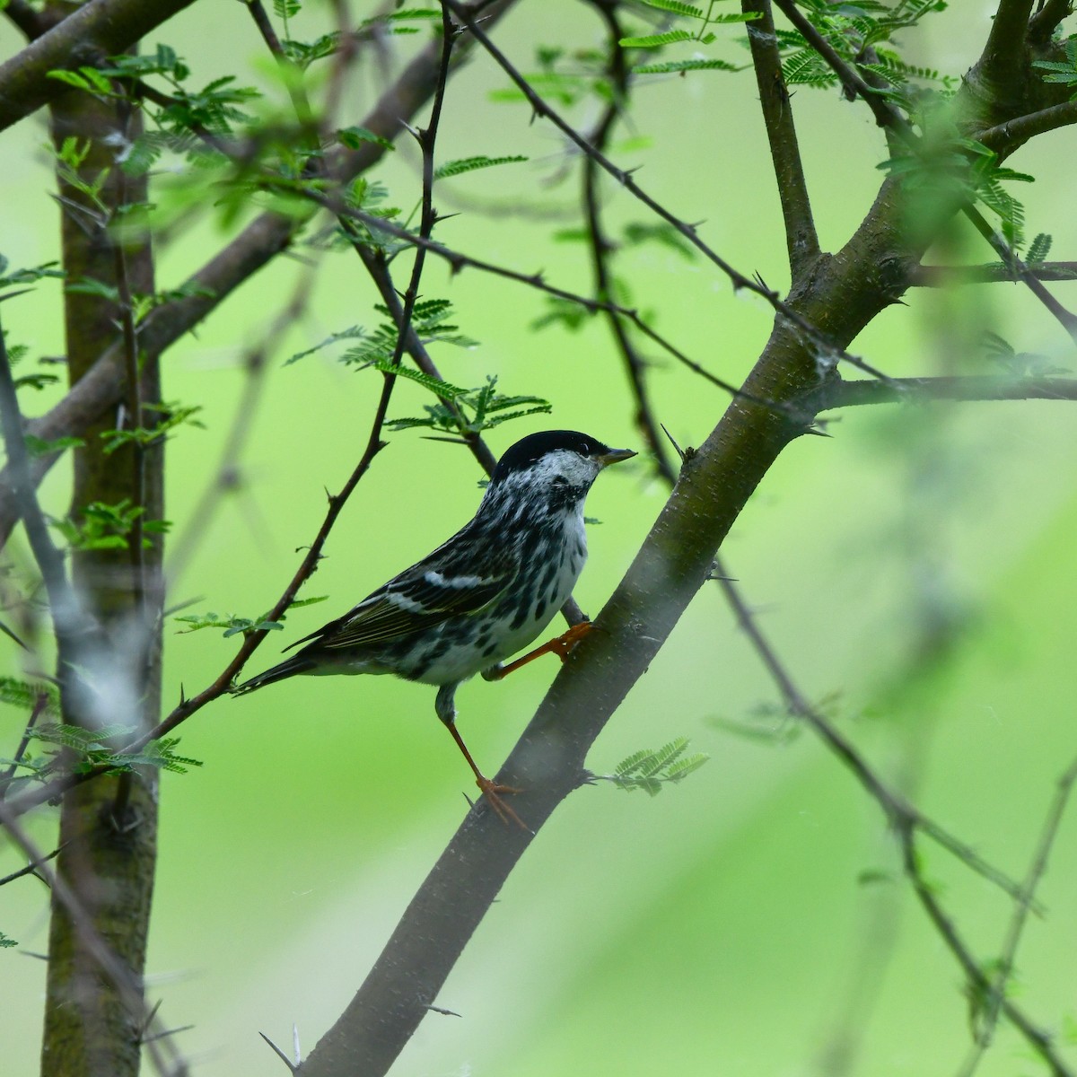 Blackpoll Warbler - ML646270992