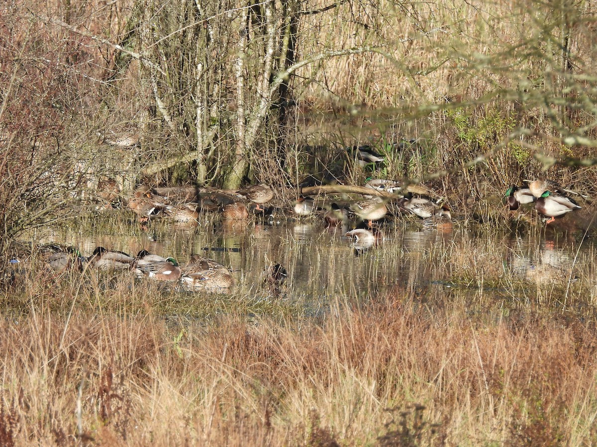 Mallard - ML646270993