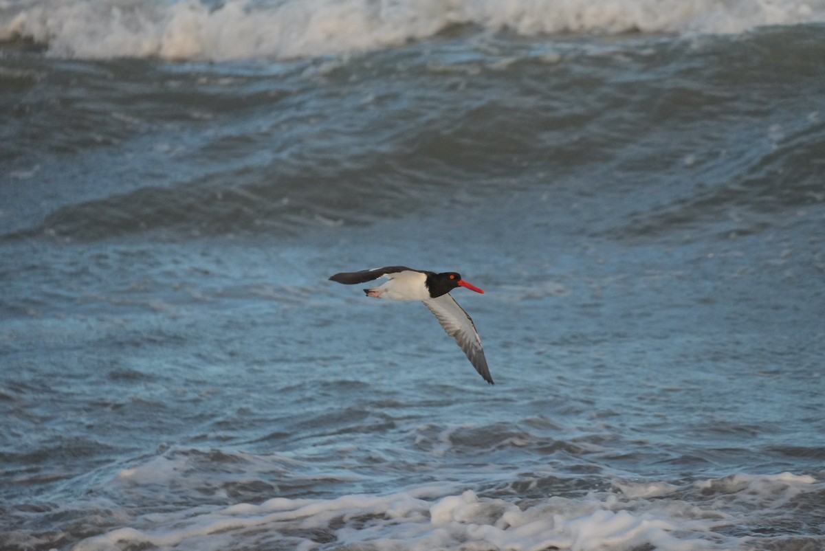 American Oystercatcher - ML646270994