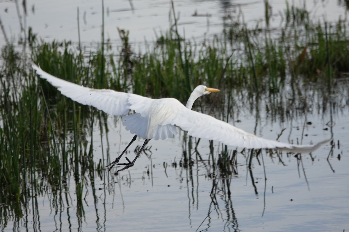 Great Egret - ML646270996