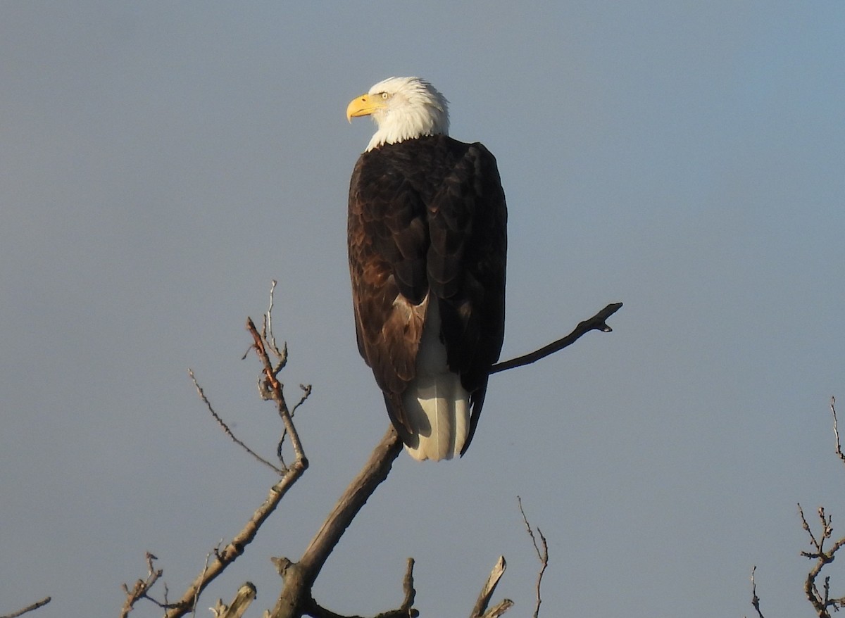 Bald Eagle - ML646270998