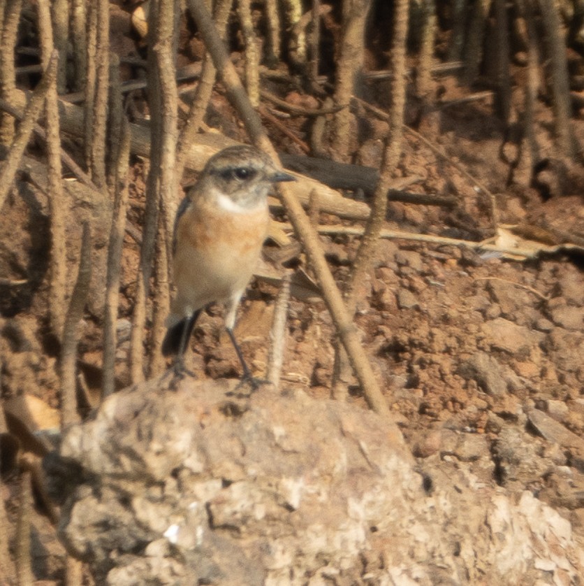 Siberian Stonechat - ML646270999