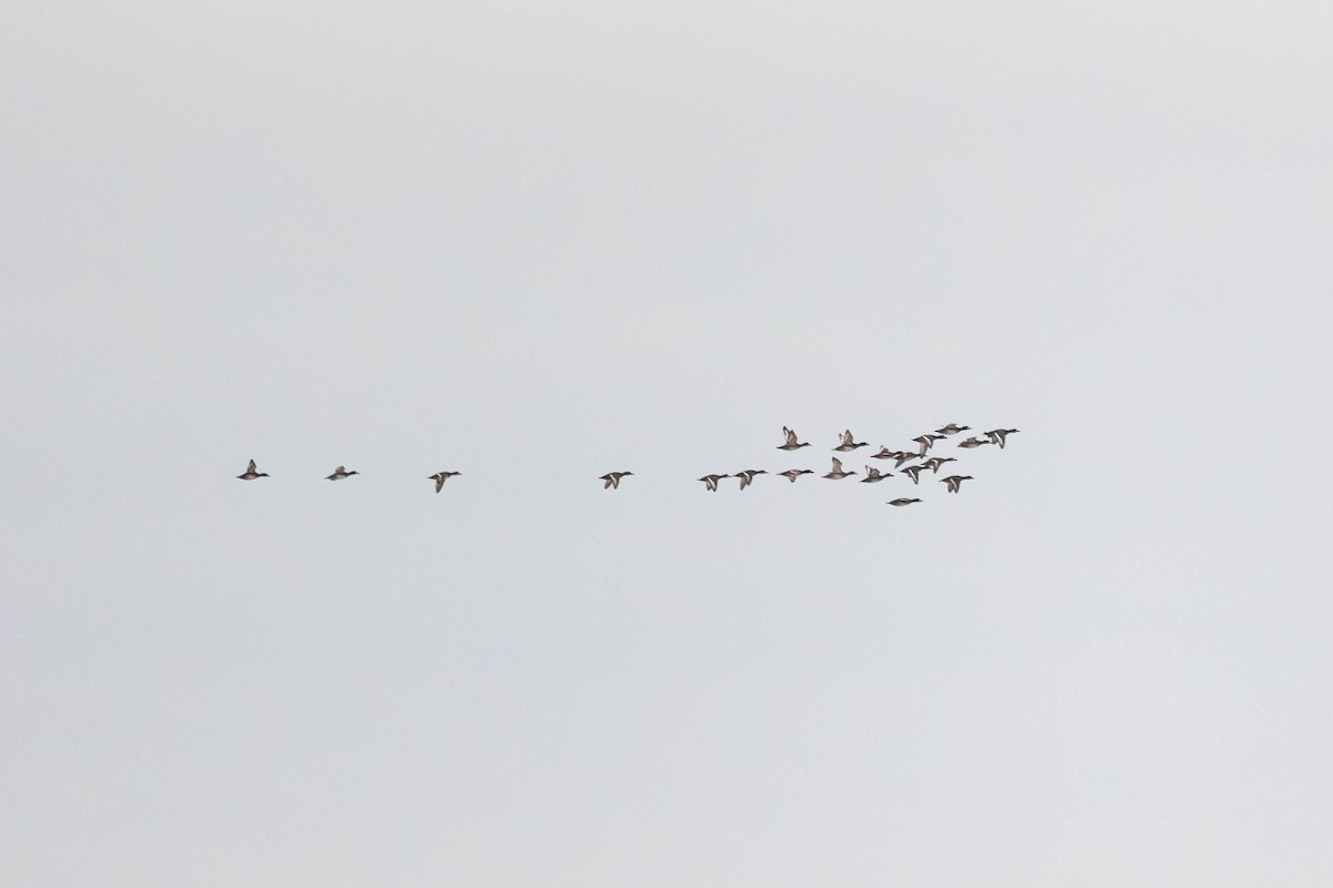 Greater Scaup - ML646271002