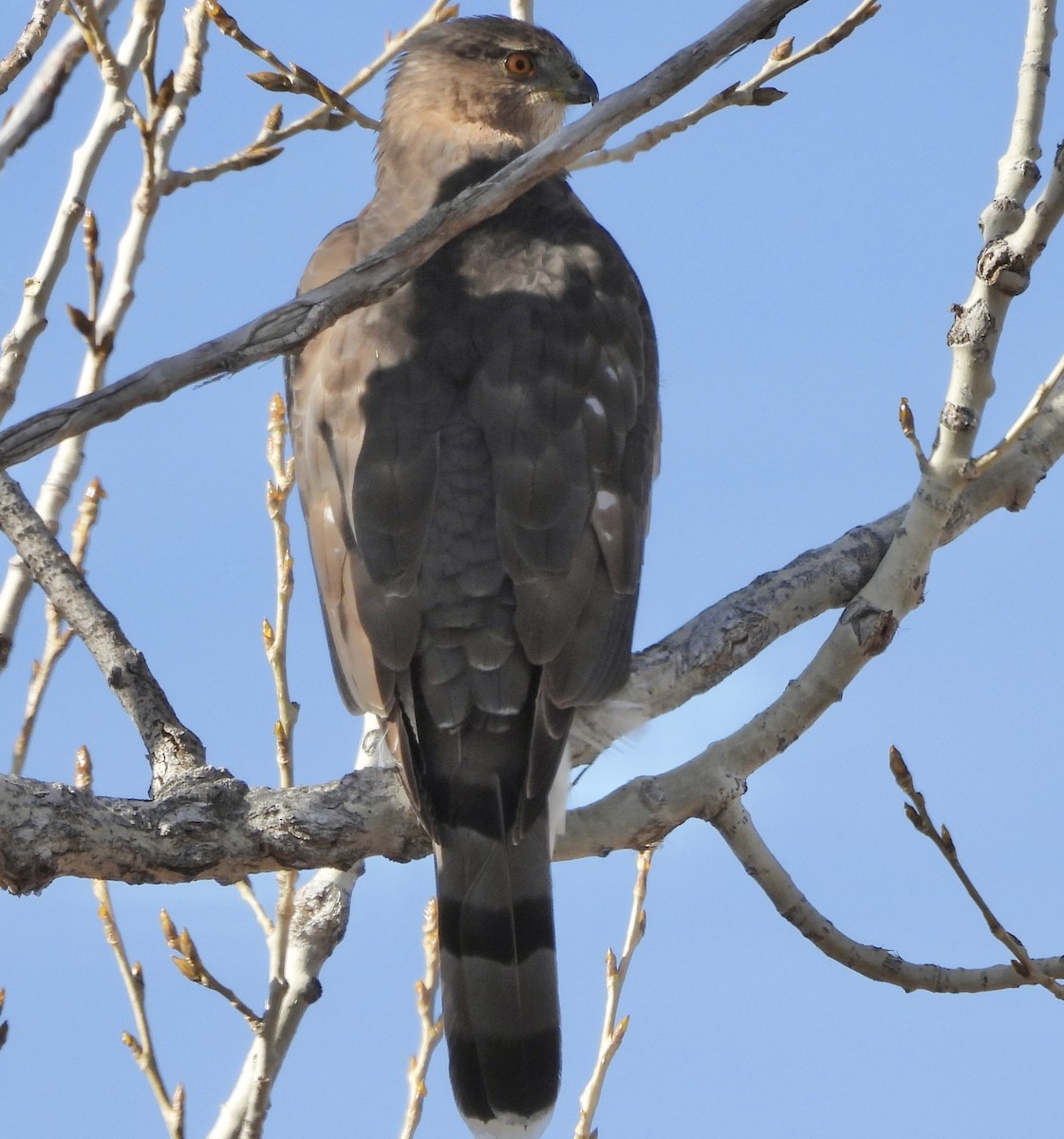Cooper's Hawk - ML646271012