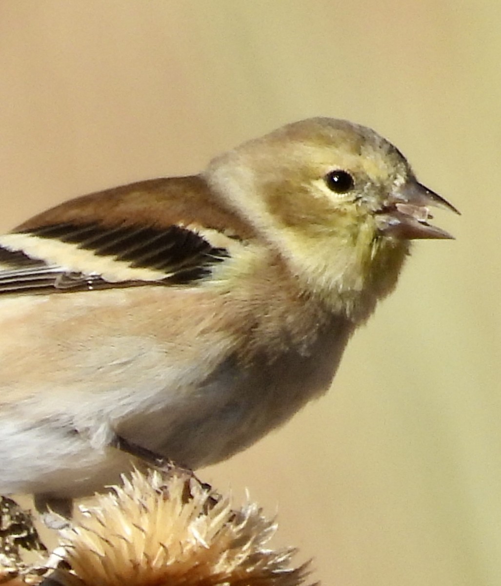 Чиж золотий - ML646271017