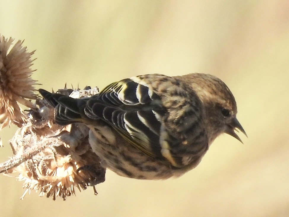 Чиж сосновий - ML646271018