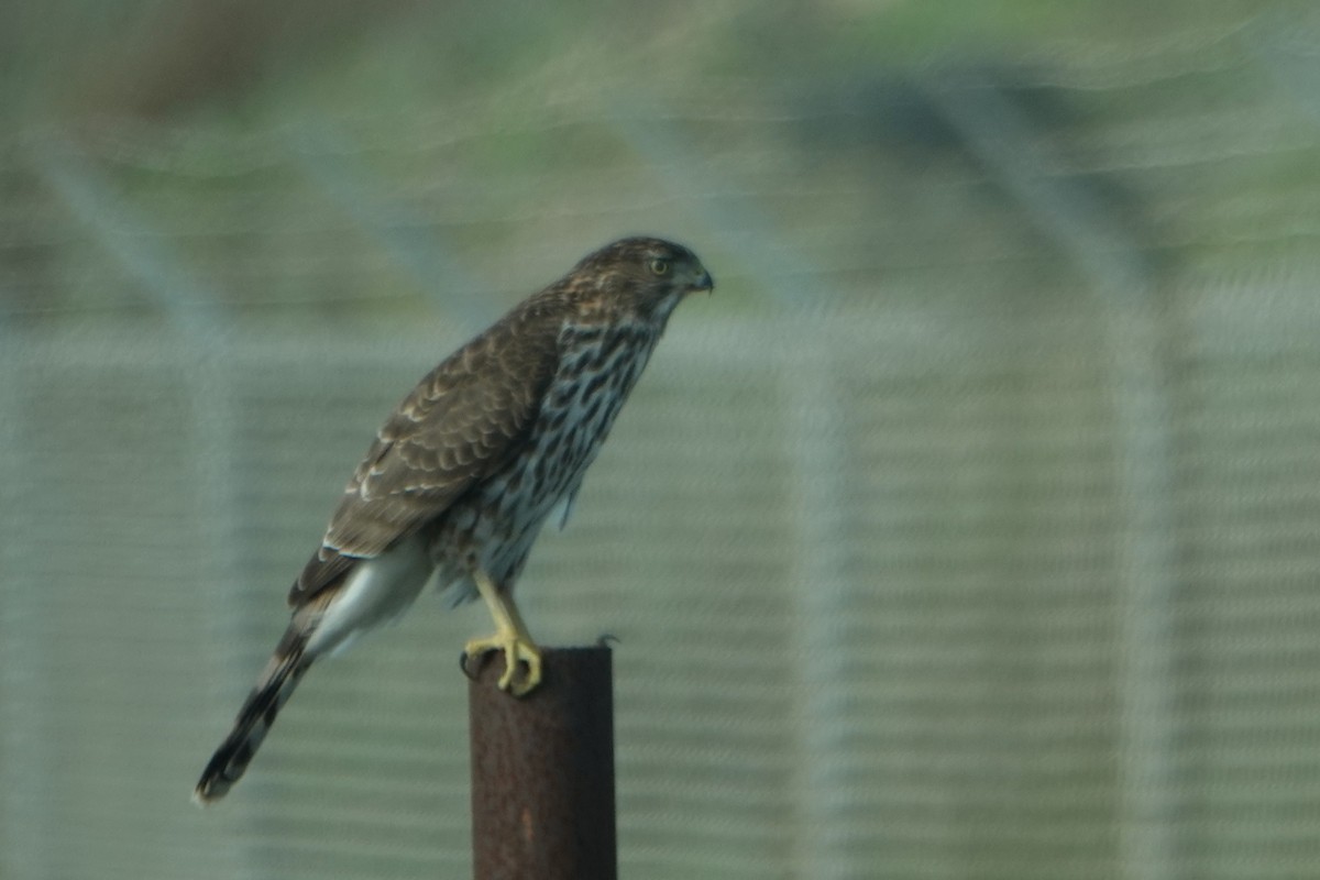 Cooper's Hawk - ML646271020