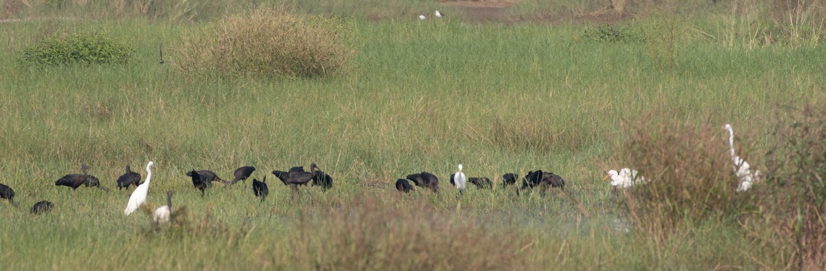 Morito Común - ML646271021