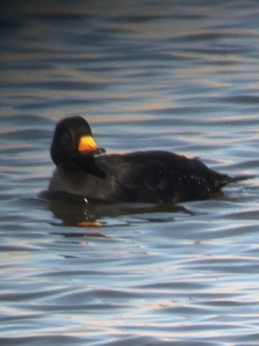 Negrón Americano - ML646271022