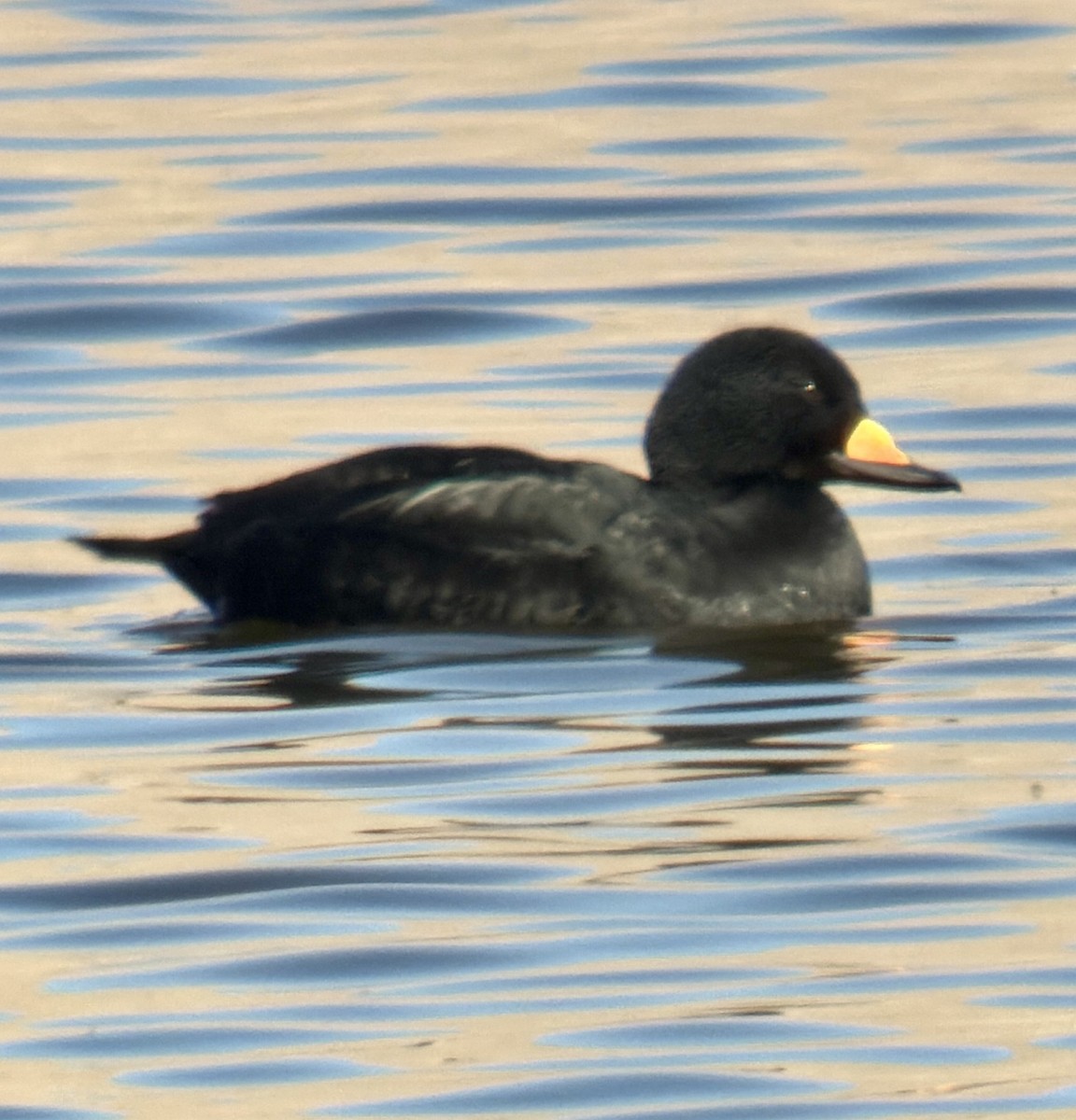 Negrón Americano - ML646271023