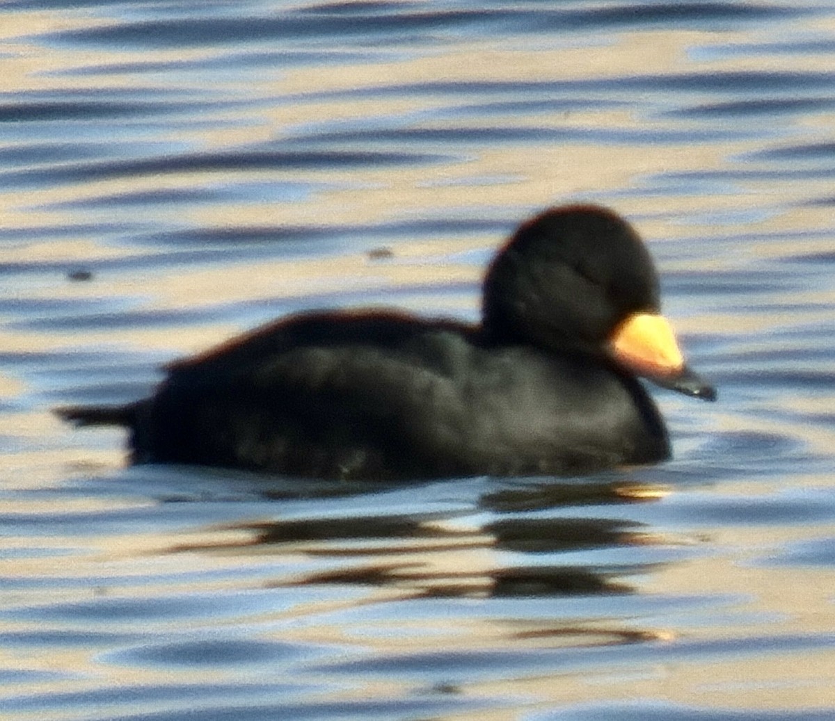 Negrón Americano - ML646271024