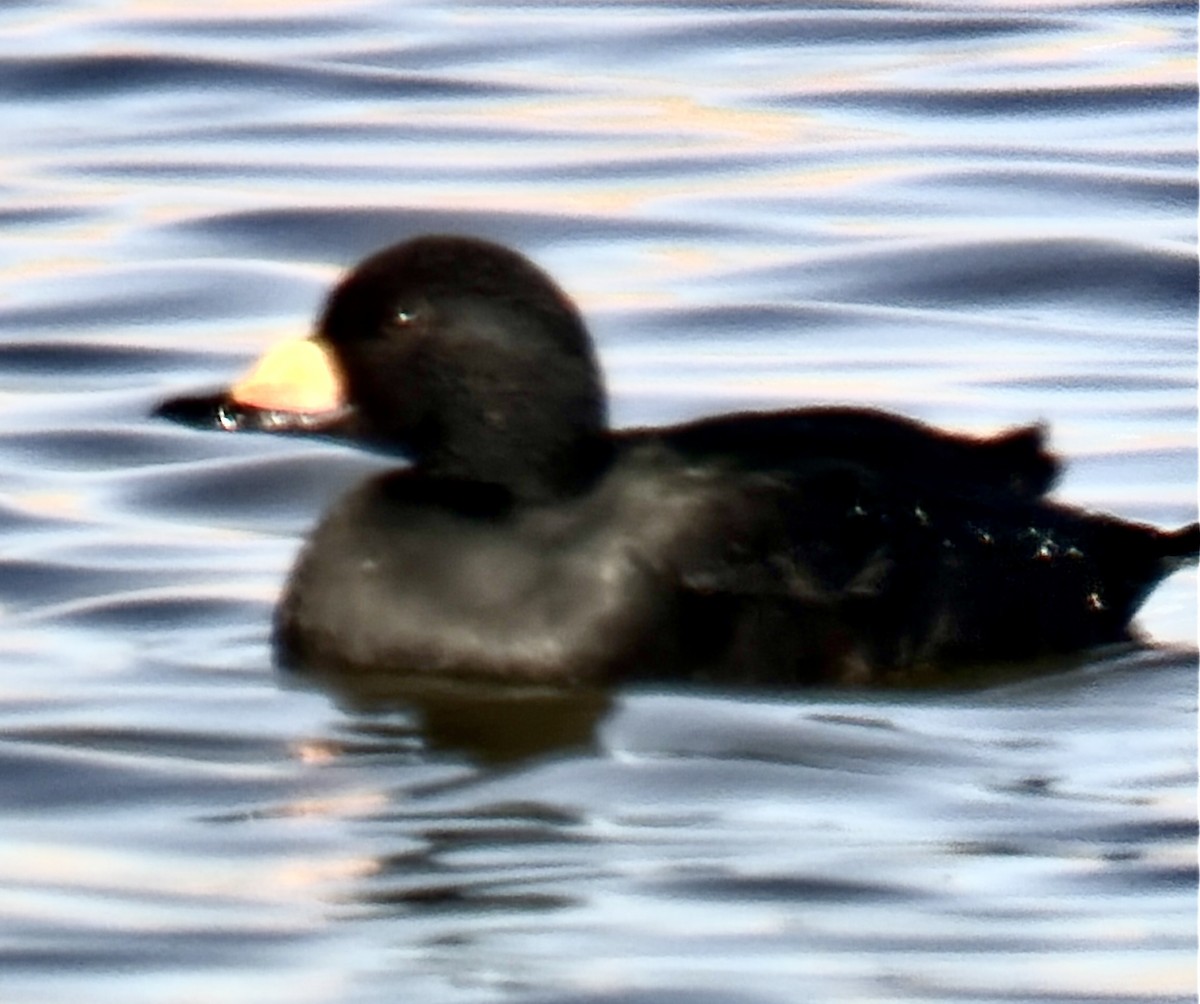 Negrón Americano - ML646271025