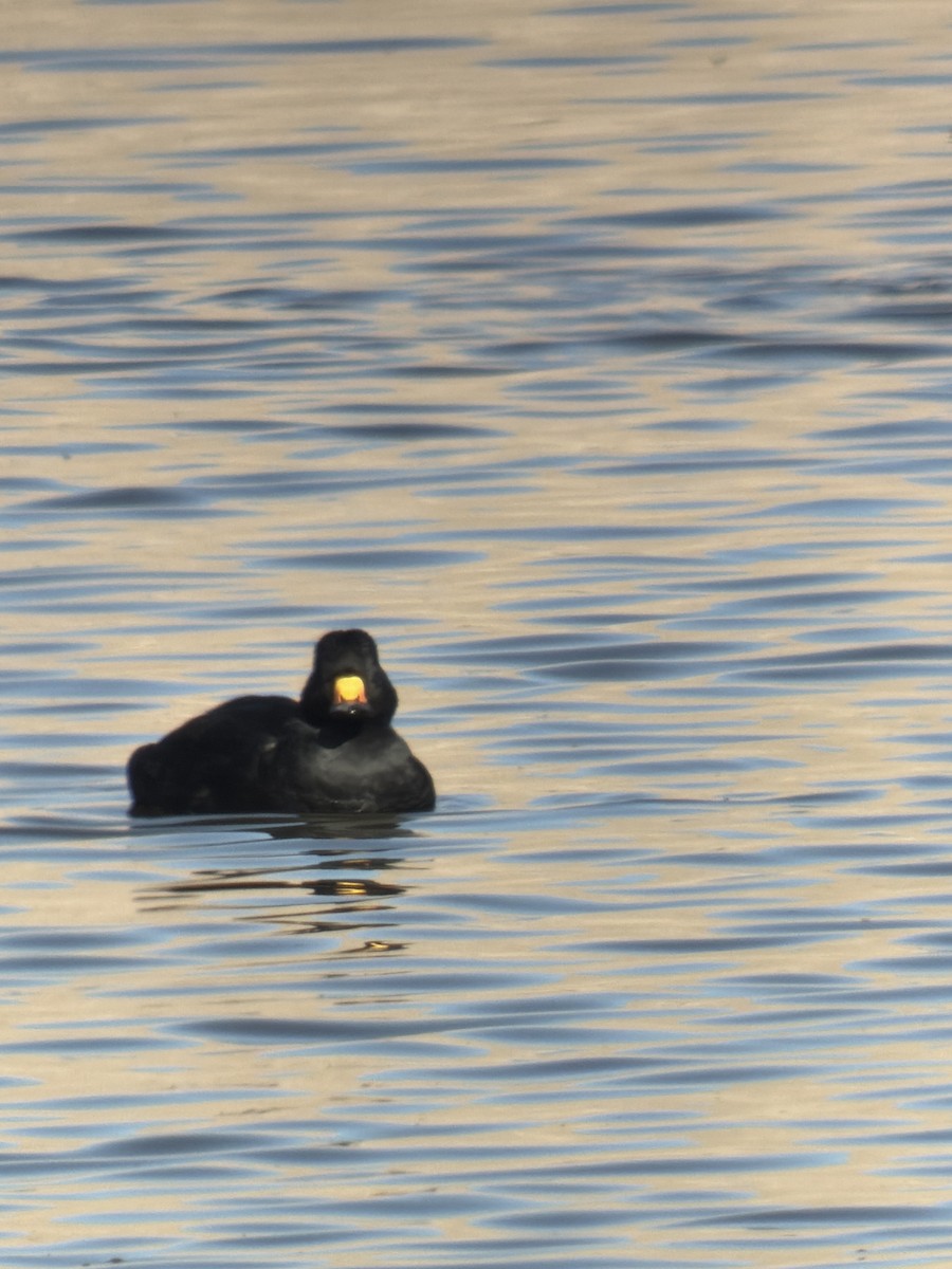 Negrón Americano - ML646271026