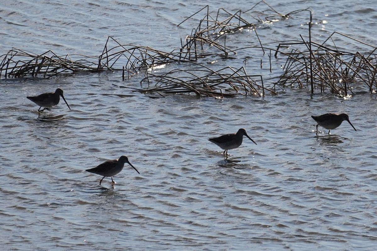 Agujeta Escolopácea - ML646271028