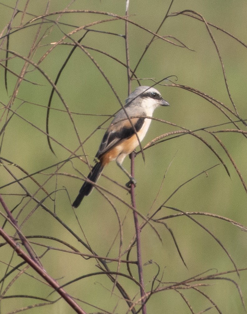 Alcaudón Schach - ML646271029