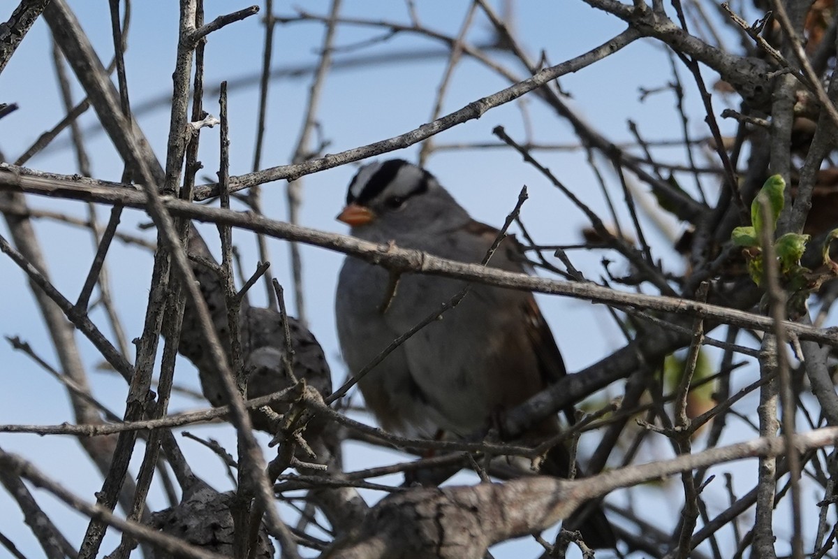 Chingolo Coroniblanco - ML646271030
