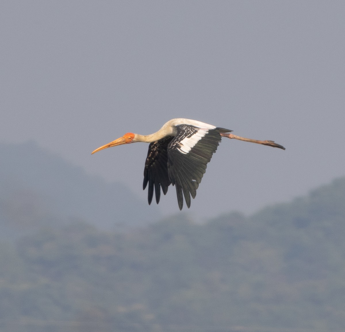 Tántalo Indio - ML646271031