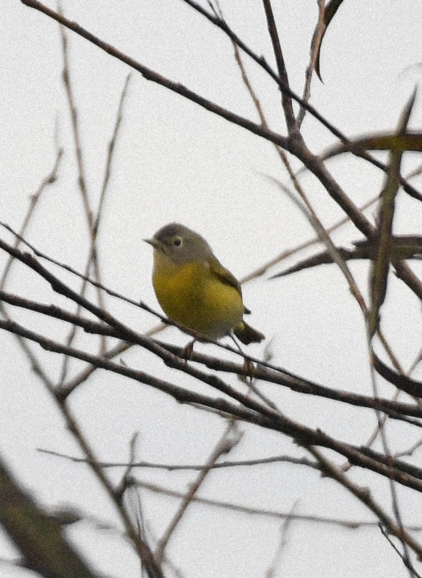 Rubinfleck-Waldsänger - ML646271033