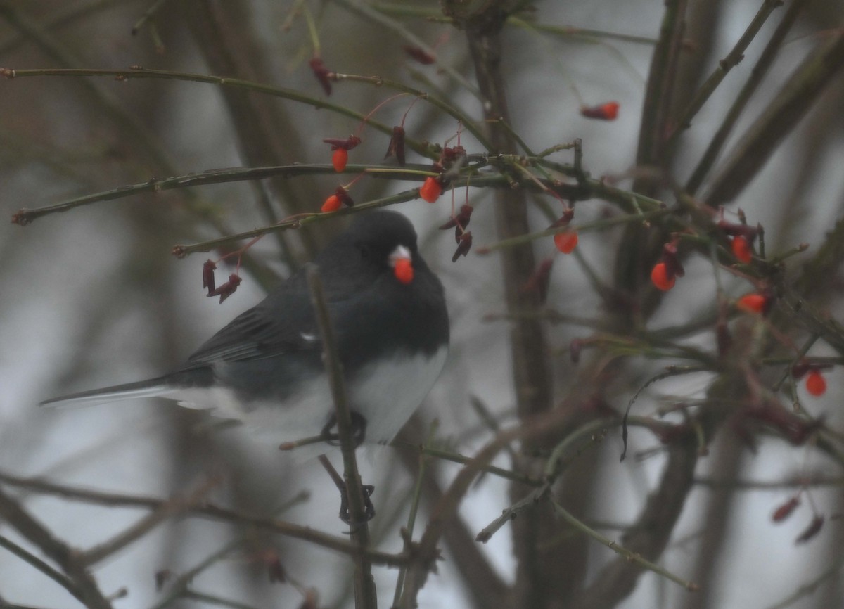 Junco Ojioscuro - ML646271034
