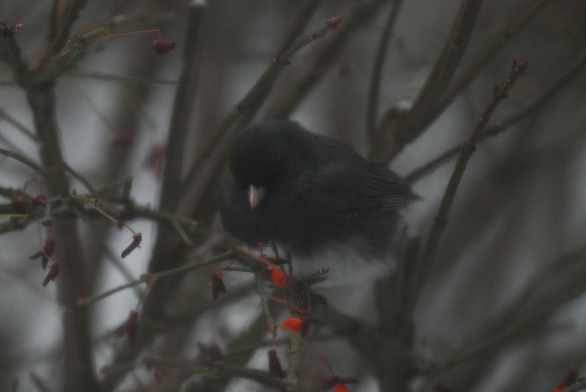 Junco Ojioscuro - ML646271035
