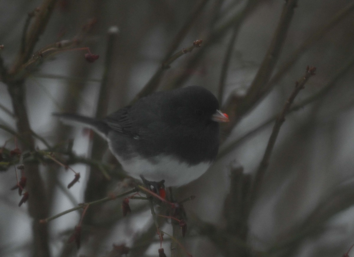 Junco Ojioscuro - ML646271036