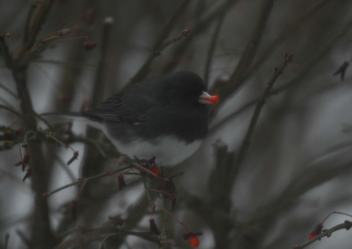 Junco Ojioscuro - ML646271037