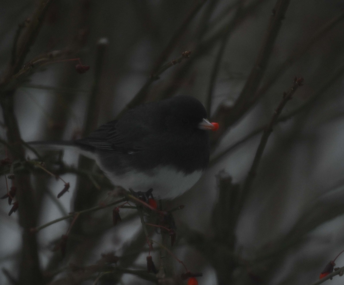 Junco Ojioscuro - ML646271038