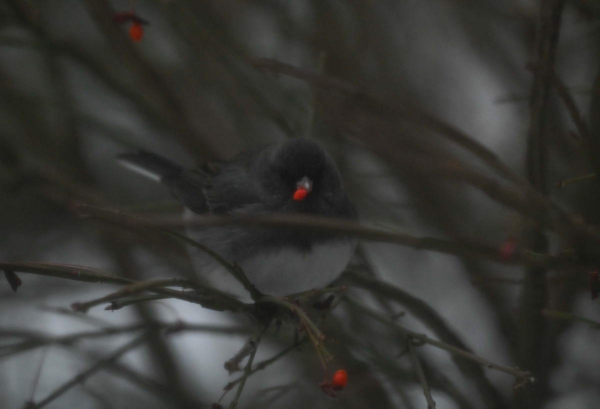 Junco Ojioscuro - ML646271039