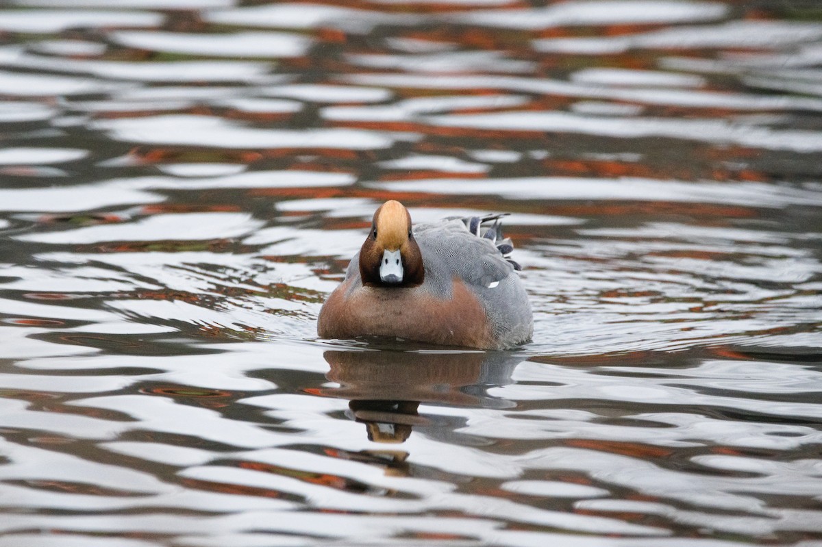 Silbón Europeo - ML646271040