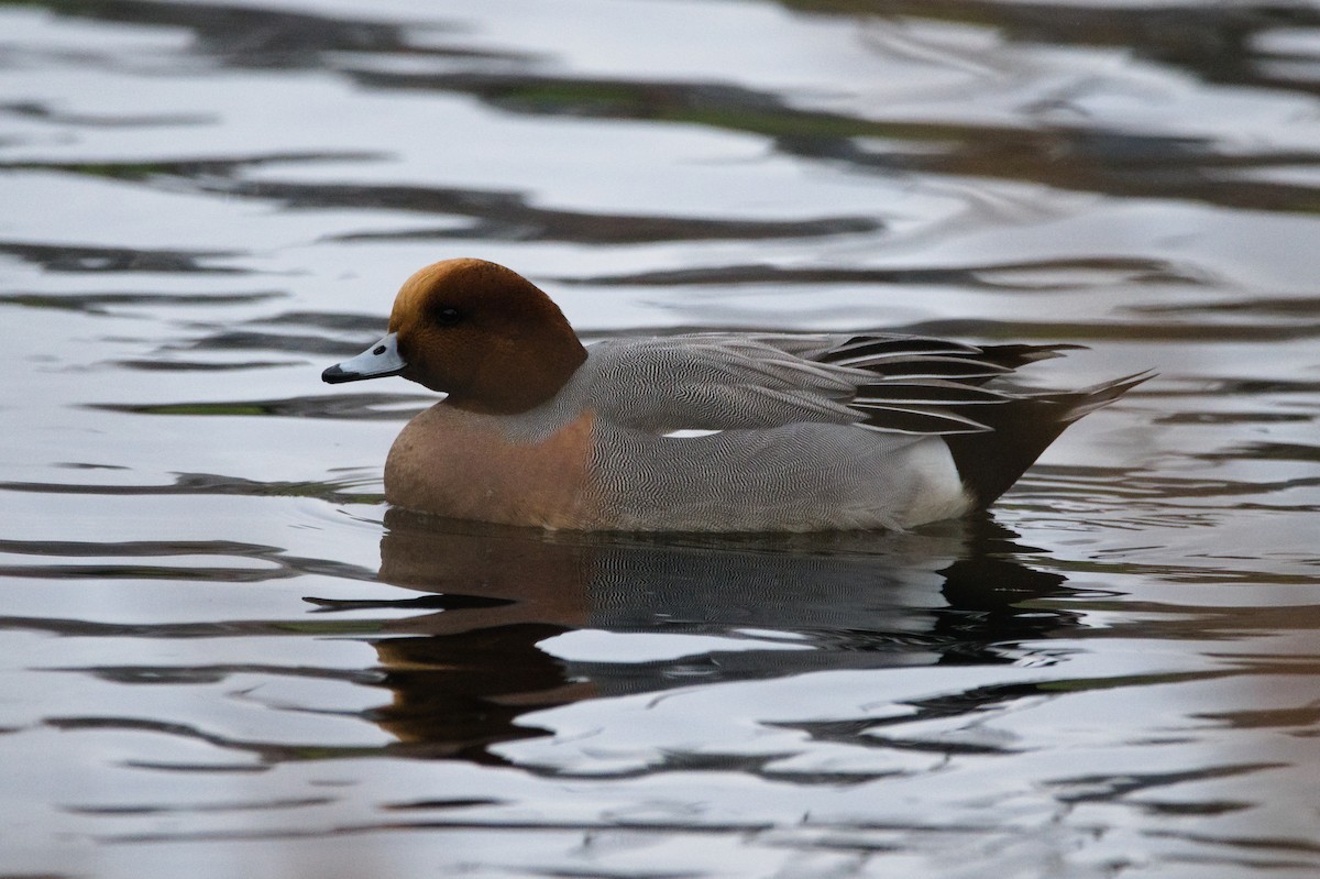 Silbón Europeo - ML646271041