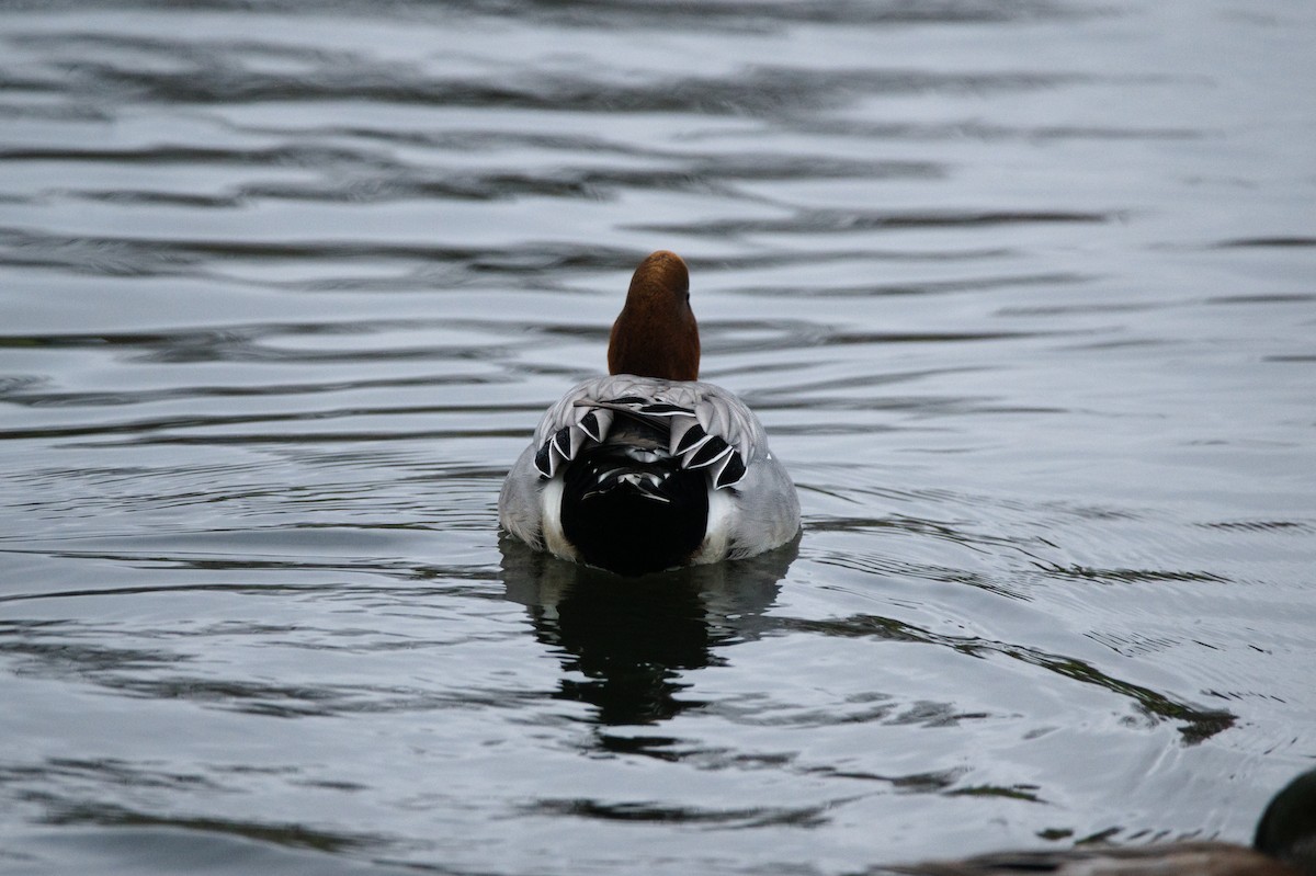 Silbón Europeo - ML646271042