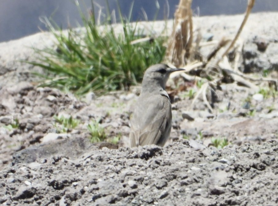 Dormilona Frentinegra - ML646271043