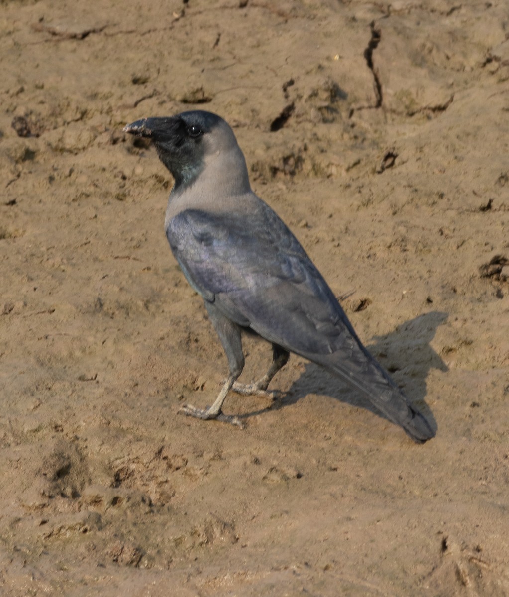 Cuervo Indio - ML646271045