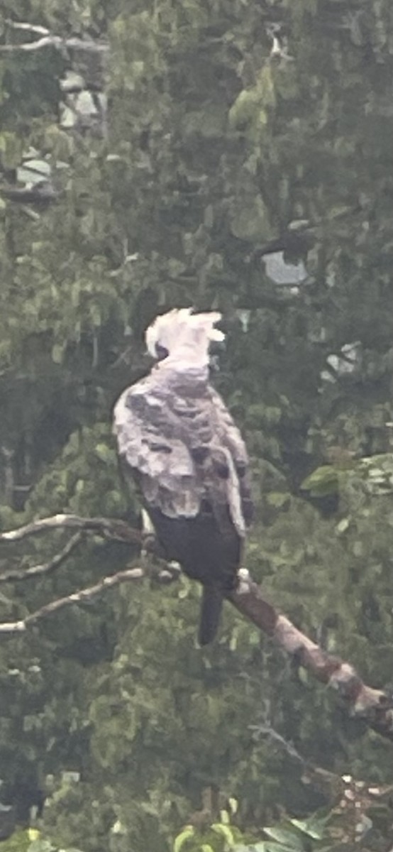 Arpía Mayor - ML646271047