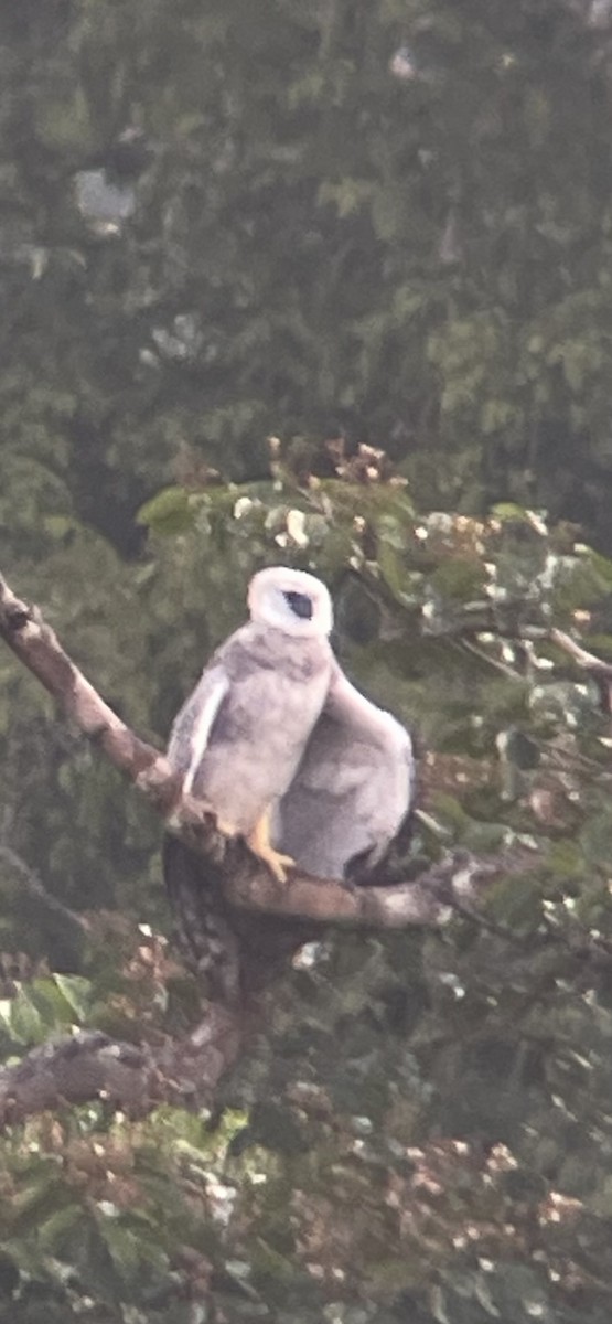 Arpía Mayor - ML646271048