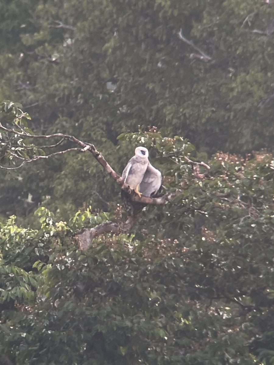 Arpía Mayor - ML646271049