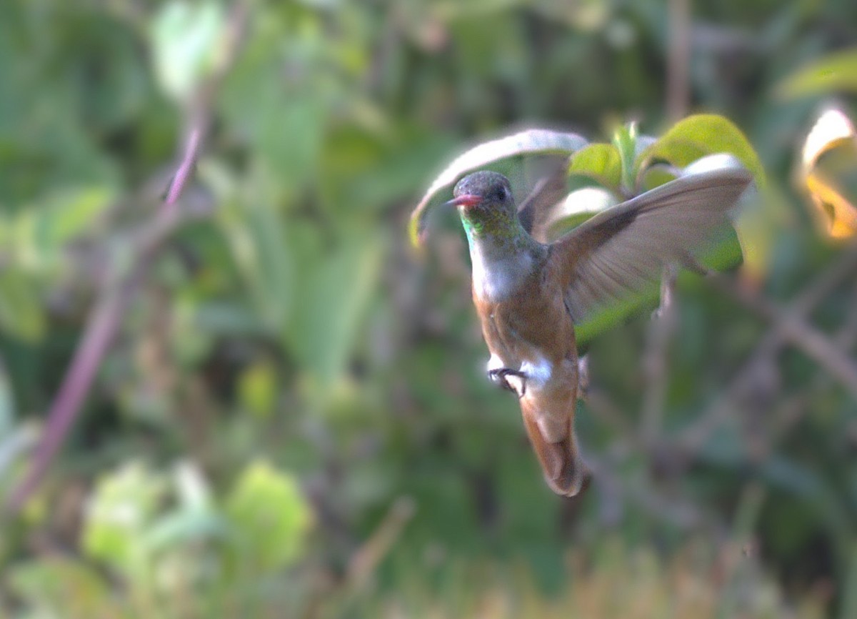 Amazilia Costeña - ML646271054