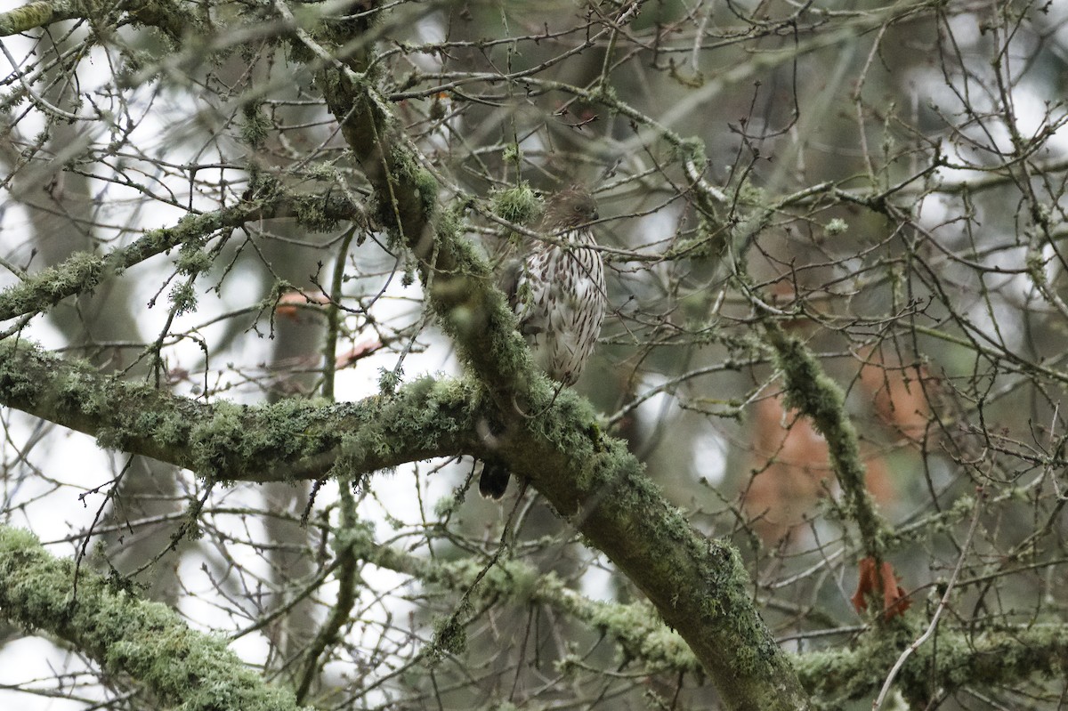 Gavilán Americano - ML646271056