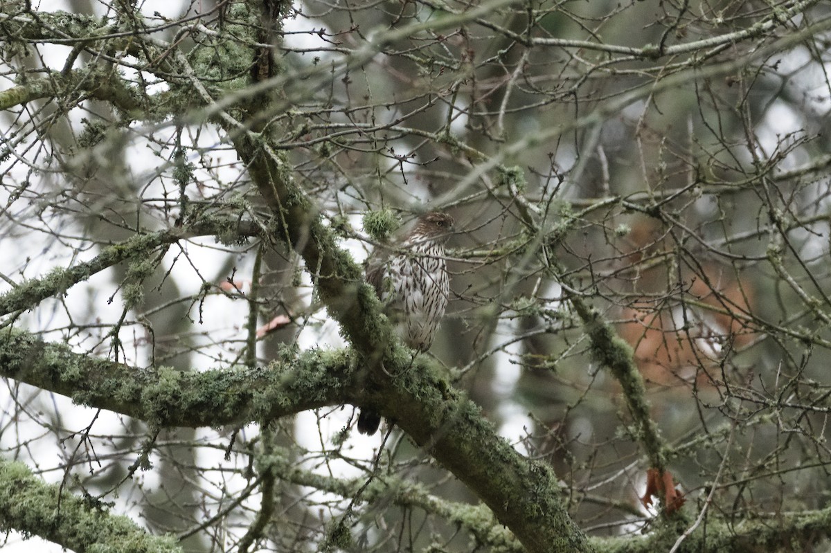 Gavilán Americano - ML646271057