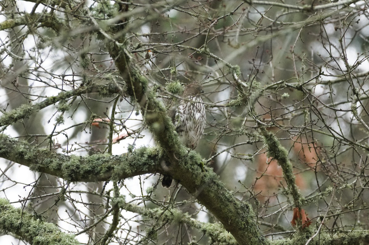 Gavilán Americano - ML646271058