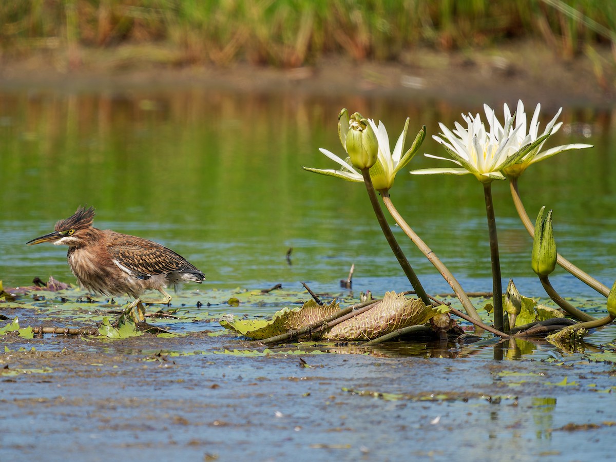 Garcilla Verde - ML646271060