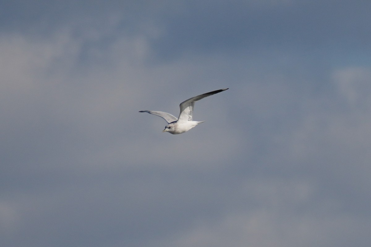 歐亞海鷗(kamtschatschensis) - ML646271066