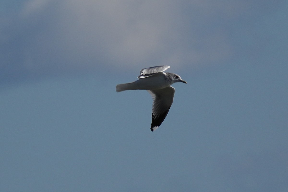 歐亞海鷗(kamtschatschensis) - ML646271067