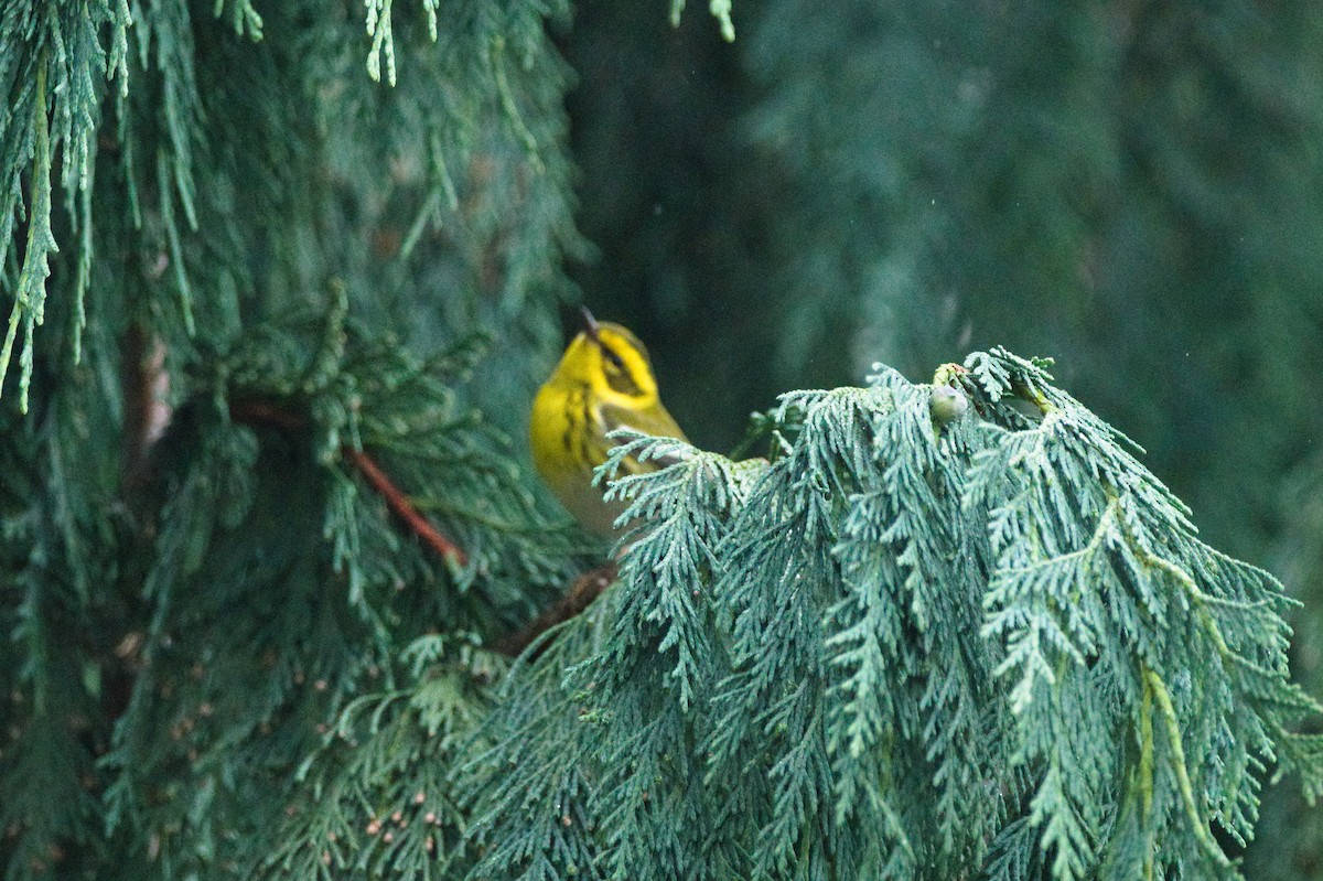 Townsend's Warbler - ML646271068