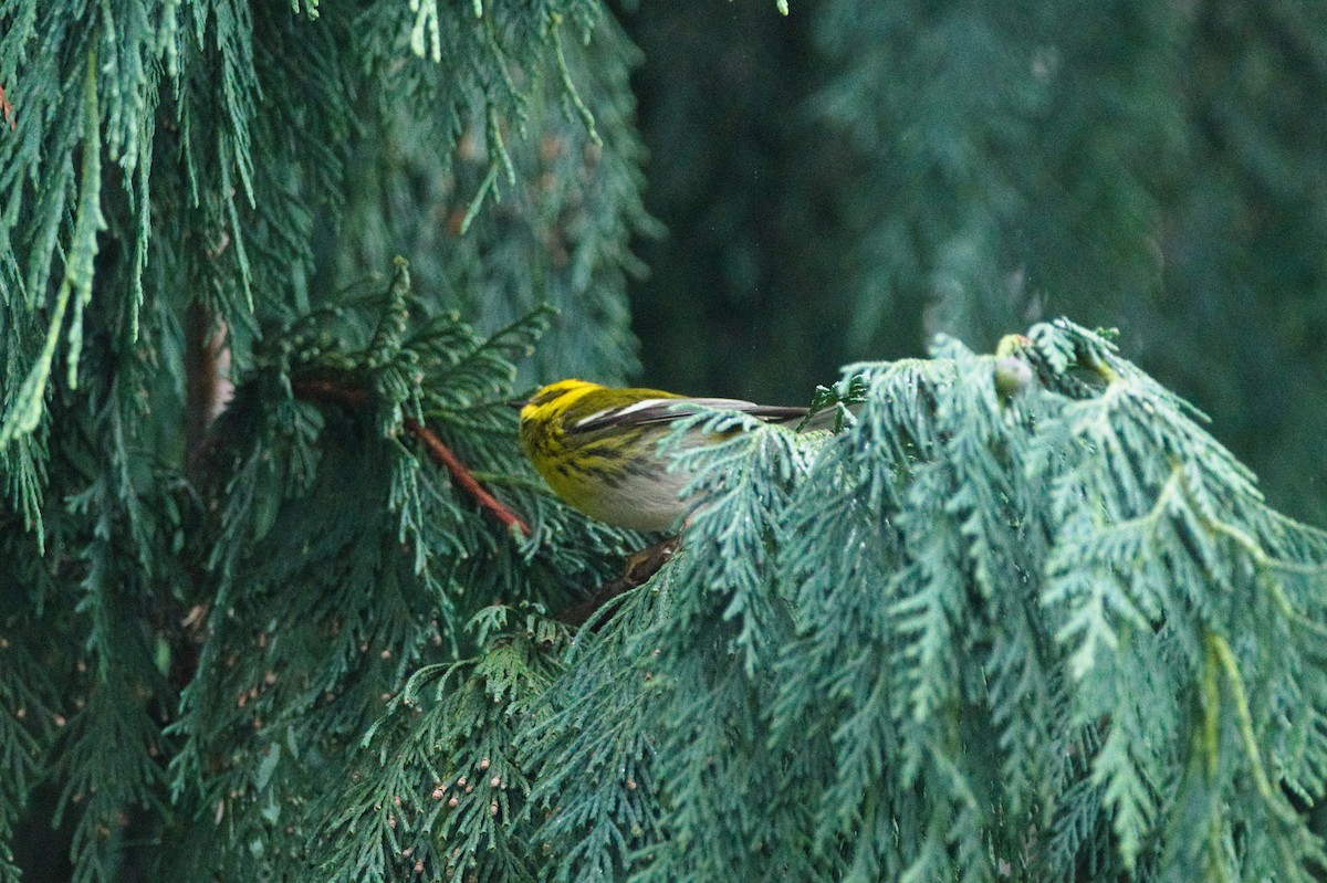 Townsend's Warbler - ML646271069