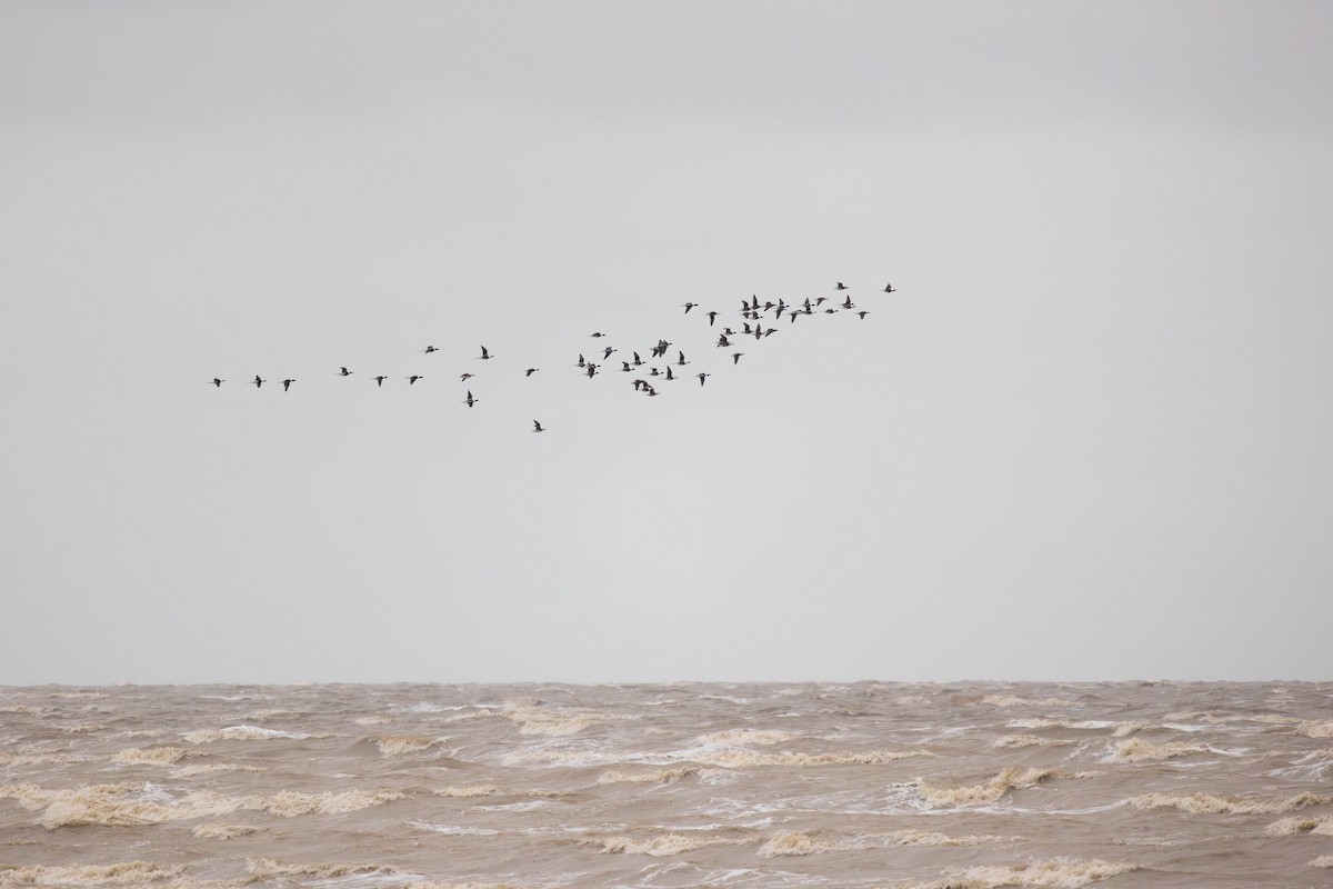 Long-tailed Duck - ML646271072