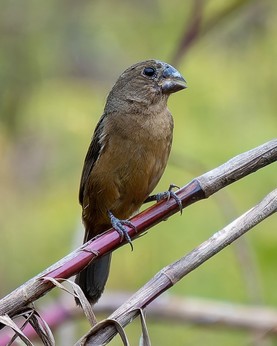 Thick-billed Seed-Finch - ML646271074