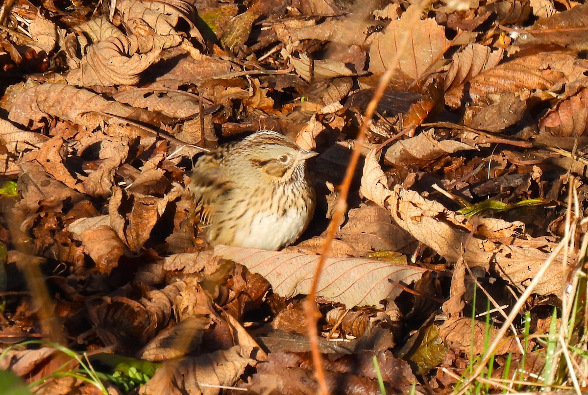 Lincoln's Sparrow - ML646271087