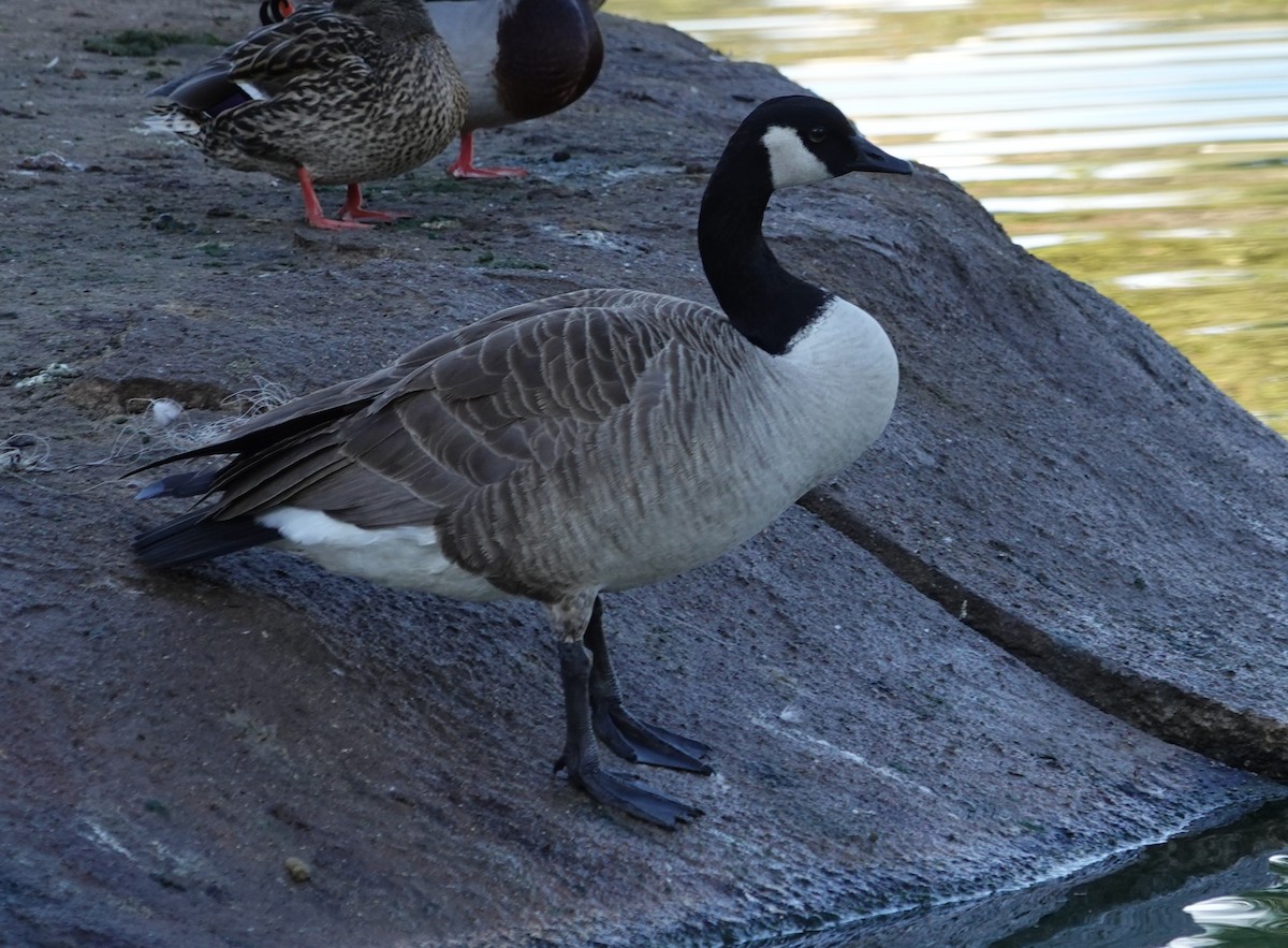 Oca canadese maggiore - ML646271093