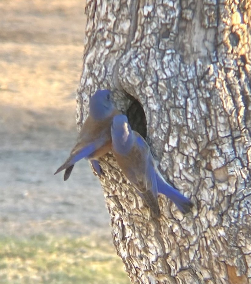 Western Bluebird - ML646271094